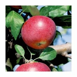 5ft 'Red Devil' Apple Tree | MM106 Semi Vigorous Rootstock | 12L Pot | By Frank P Matthews™