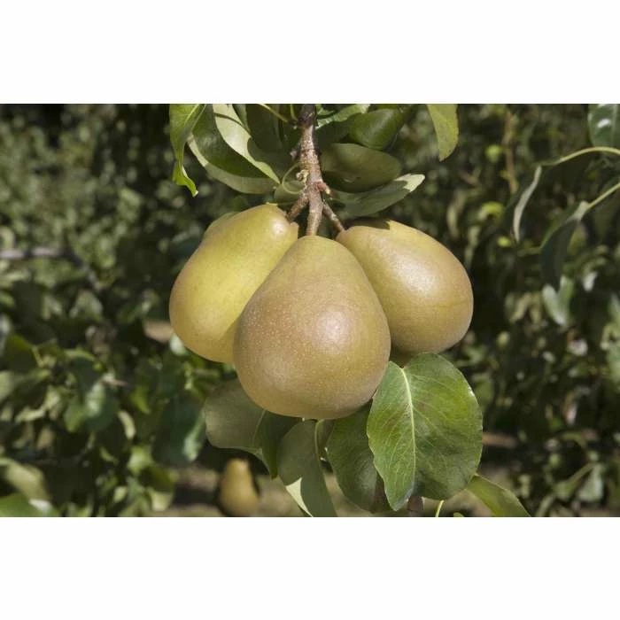 4-5ft 'Beurré Hardy' Pear Tree | Quince A Semi Dwarfing Rootstock | 9L Pot - Image 2