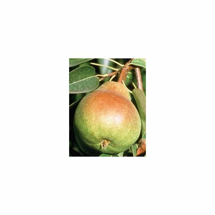 4-5ft 'Beurré Hardy' Pear Tree | Quince A Semi Dwarfing Rootstock | 9L Pot