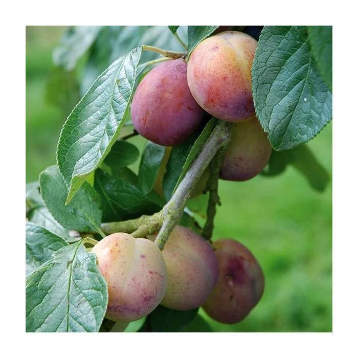 5ft 'Victoria' Plum Tree | Wavit Semi Vigorous Rootstock | Bare Root | By Frank P Matthews™ - Image 2