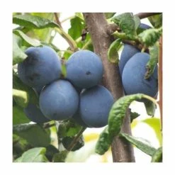 5ft 'Shropshire Prune' Damson Tree | SJA Semi Vigorous Rootstock | 12L Pot | By Frank P Matthews™