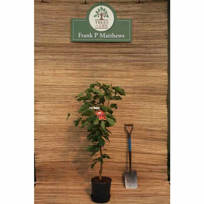 5ft 'Stella' Cherry Tree | Colt Semi Vigorous Rootstock | 12L Pot | By Frank P Matthews™ - Image 2