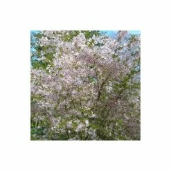 Prunus incisa 'The Bride' | Cherry Blossom Tree