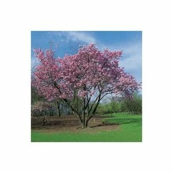 Prunus sargentii | Cherry Blossom Tree