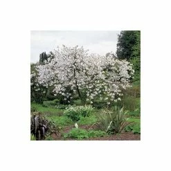 Prunus 'Tai Haku' | Great White Cherry Blossom Tree | 12L Pot | 150-180cm | By Frank P Matthews