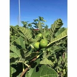 5ft 'Brogiotto Nero' Half Standard Fig Tree | 10L Pot