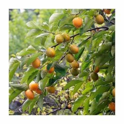 Japanese Persimmon Tree | Diospyros kaki | 13L Pot | 180-200cm