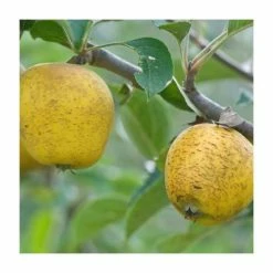 4-5ft Malus 'Pitmaston Pine Apple' | Apple Tree