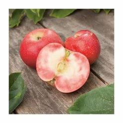 5ft 'Rosette' Dessert Apple Tree | M26 Dwarfing Rootstock | 12L Pot | By Frank P Matthews™