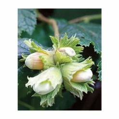 4-5ft 'Cosford Cob' Cobnut Bush | Bare Root