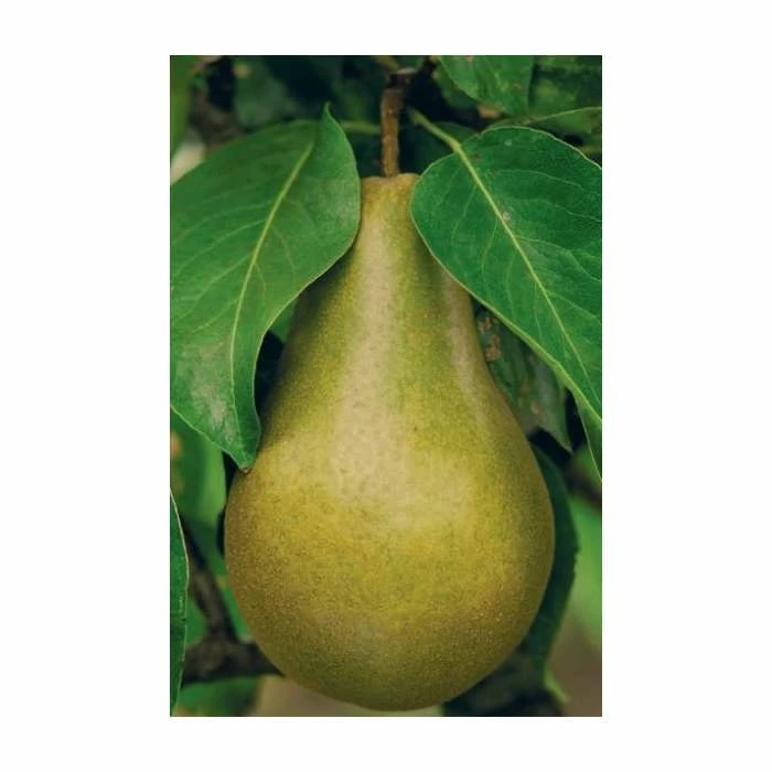 5ft 'Beth' Pear Tree | Quince A Semi Dwarfing Rootstock | 12L Pot | By Frank P Matthews™