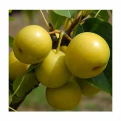 4-5ft 'Nijisseiki / 20th Century' Nashi Pear Tree | Pear Seedling Vigorous Rootstock | Bare Root