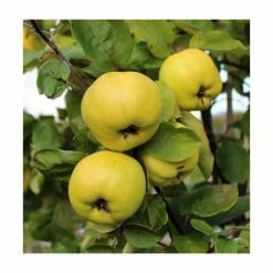 5ft 'Serbian Gold' Quince Tree | Quince A Semi Dwarfing Rootstock | 12L Pot | By Frank P Matthews™