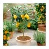 2-3ft 4 Seasons Lemon Tree | Grafted Mini-Stem | 5L Pot