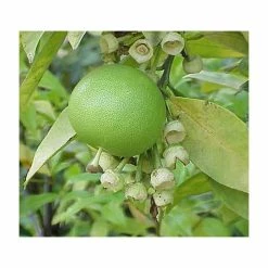 2-3ft Lime Tree | Citrus Latifolia | Grafted Mini-Stem | 5L Pot