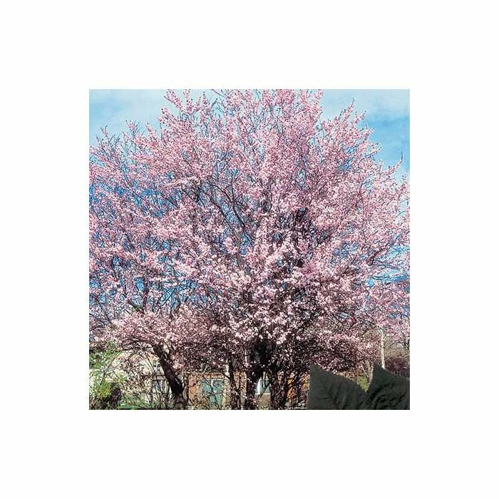 Prunus cerasifera 'Pissardii' | Cherry Blossom Tree - Image 3