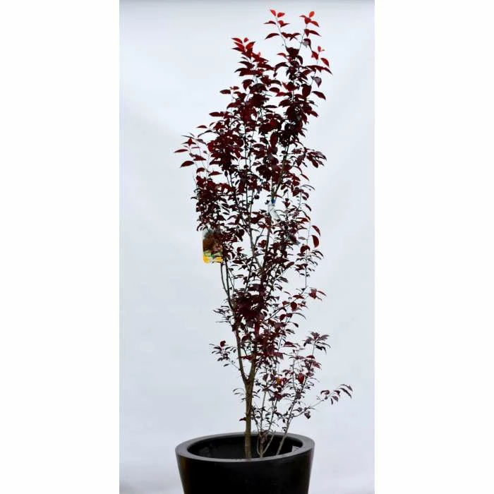 Prunus cerasifera 'Pissardii' | Cherry Blossom Tree - Image 5