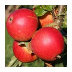 5ft 'Little Pax' Dessert Apple Tree | MM106 Semi Vigorous Rootstock | 12L Pot | By Frank P Matthews™