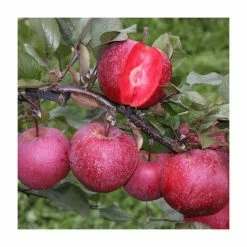 5ft 'TICKLED PINK Baya Marisa Dual Purpose Apple Tree | M26 Semi Dwarfing Rootstock | 12L Pot | By Frank P Matthews™