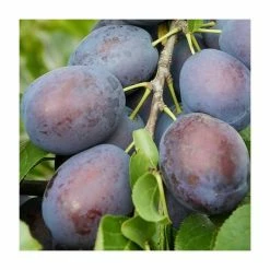5ft 'Toptaste Kulinaria' Plum Tree | SJA Semi Vigorous Rootstock | 12L Pot | By Frank P Matthews™