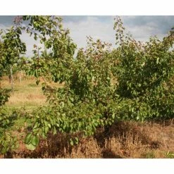5ft 'Kioto Apricot Tree | SJA Semi Vigorous Rootstock | 12L Pot | By Frank P Matthews™