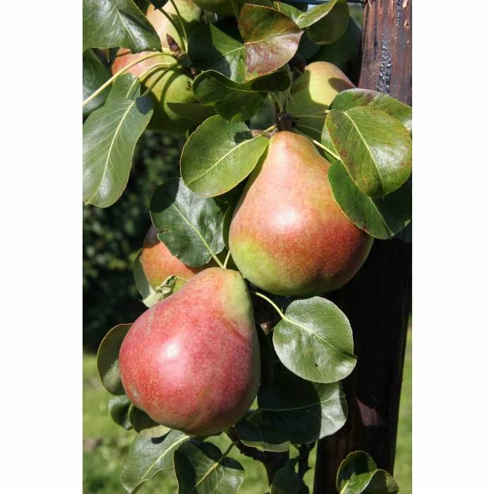 5ft 'Obelisk® Pear Tree | Quince A Semi Dwarfing Rootstock | 12L Pot | By Frank P Matthews™