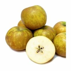 5ft 'Ashmead's Kernel' Dessert Apple Tree | MM106 Semi Vigorous Rootstock | 12L Pot | By Frank P Matthews™