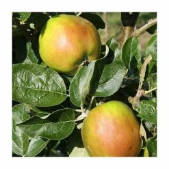 Malus 'Scotch Bridget' | Apple Tree