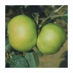 5ft 'Bountiful' Dessert Apple Tree | MM106 Semi Vigorous Rootstock | 12L Pot | By Frank P Matthews™