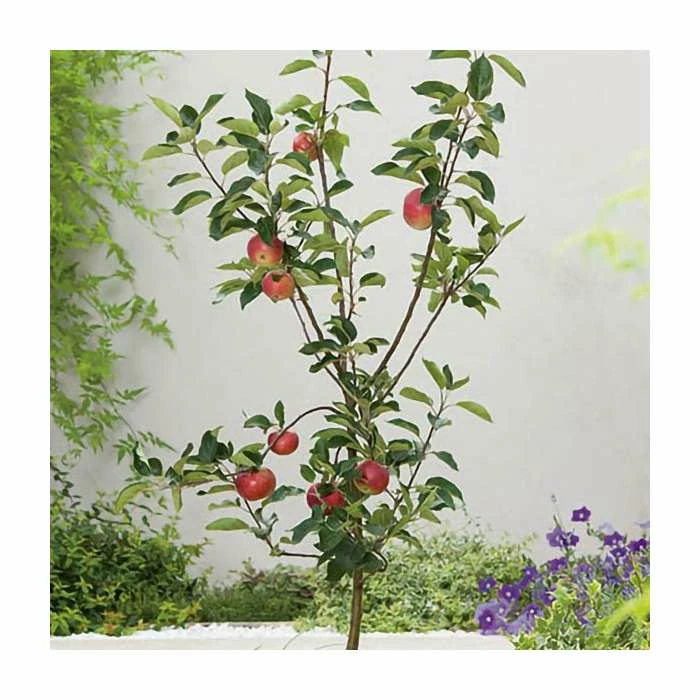 5ft 'Rosette™ Dessert Apple Tree| MM106 Semi Vigorous Rootstock | 12L Pot | By Frank P Matthews™ - Image 2