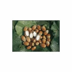 5ft 'Cosford' Filbert Tree | 7L Pot | By Frank P Matthews™