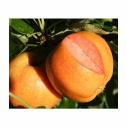 5ft 'Surprize' Dessert Apple Tree | MM106 Semi Vigorous Rootstock | 12L Pot | By Frank P Matthews™