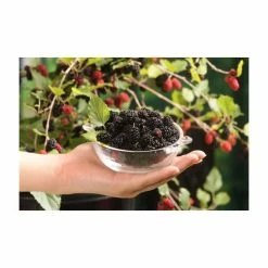 4ft 'Mojo Berry' Dwarf Mulberry Tree | 11.5L Pot | By Frank P Matthews™