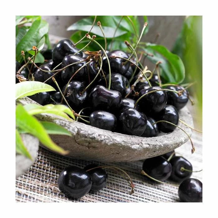 5ft 'Burcombe' Cherry Tree | Colt Semi Vigorous Rootstock | 12L Pot | By Frank P Matthews™