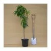 2-3ft 'Nectarella' Patio Nectarine Tree| SJA Semi Vigorous Rootstock | 5L Pot
