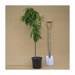 2-3ft 'Nectarella' Patio Nectarine Tree| SJA Semi Vigorous Rootstock | 5L Pot