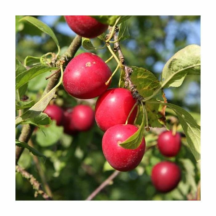 5ft 'Gypsy' Mirabelle Tree | 12L Pot | St. Julien A Semi-Vigorous Rootstock | By Frank P Matthews