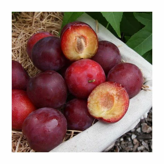 5ft 'Countess' Mirabelle Tree | 12L Pot | St. Julien A Semi-Vigorous Rootstock | By Frank P Matthews - Image 2