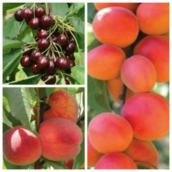 Mini Orchard Fruit Tree Collection - 5ft Apricot, Cherry and Peach Trees