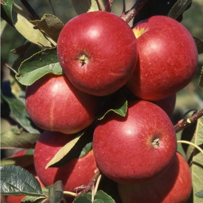 Britain's Favourite Apple Trees Collection by Frank P Matthews™ - 'Cox', 'Bramley' & 'Scrumptious™' - Image 4