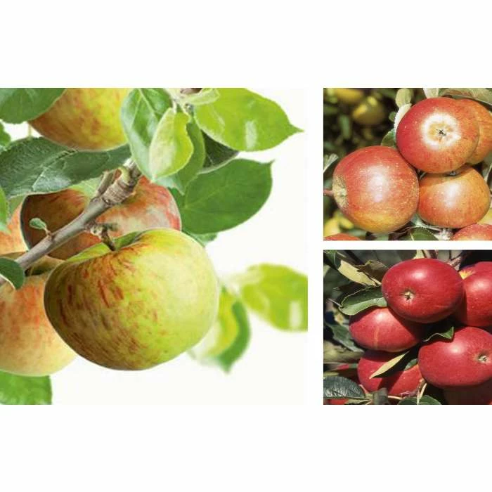 Britain's Favourite Apple Trees Collection by Frank P Matthews™ - 'Cox', 'Bramley' & 'Scrumptious™'