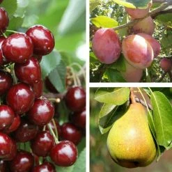 Mini Orchard Collection by Frank P Matthews ™ - 'Stella' Cherry, Plum 'Victoria' & Pear 'Conference'